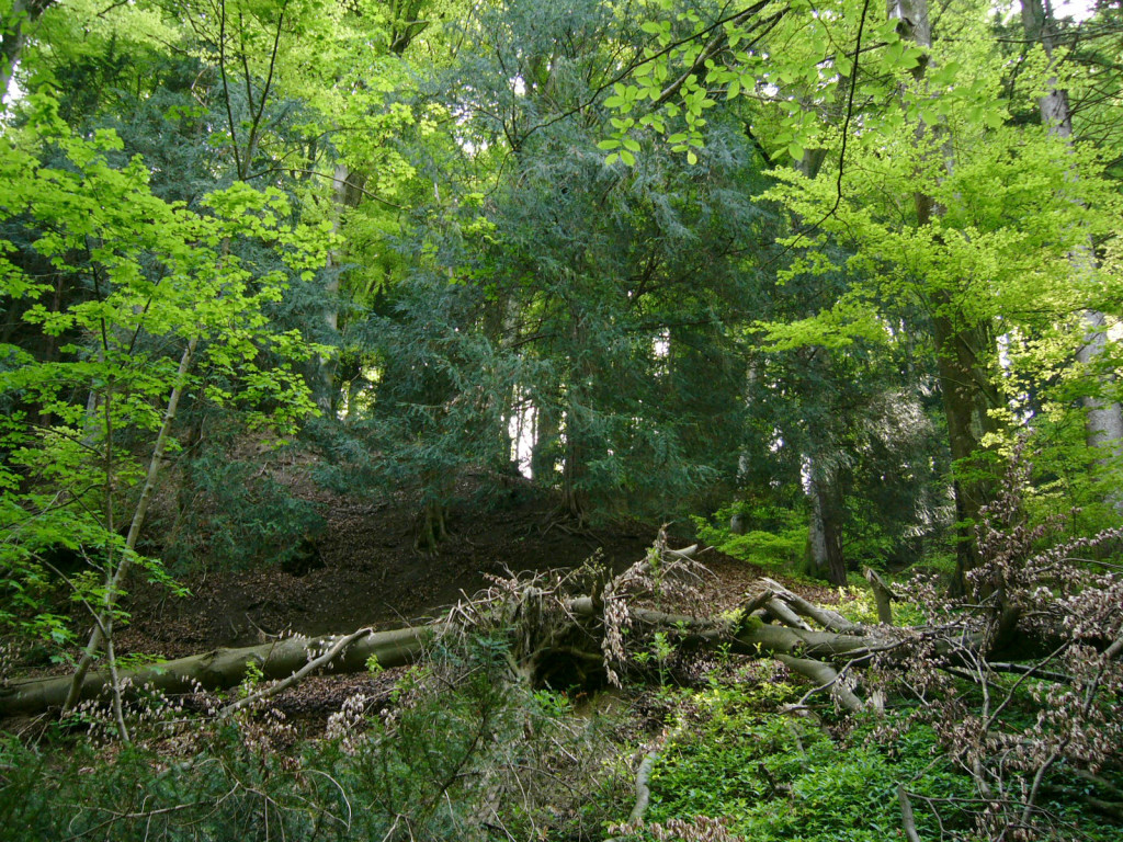 Im Buchen-Eiben-Wald des Reservats Widum bleibt Totholz liegen, denn es ist für viele Pilze und Insekten lebenswichtig.