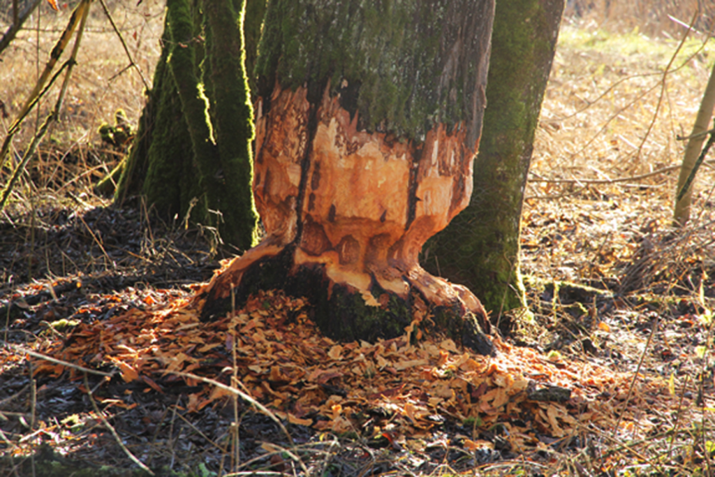 Der Biber fällt einen Baum, um an die feinen Äste der Krone zu gelangen. Foto: Beatrix Mühlethaler