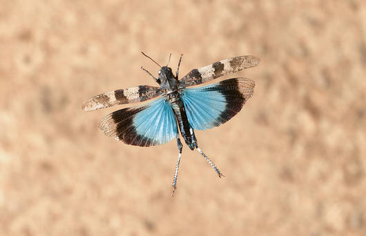 Der Flug der Blauflügeligen Ödlandschrecke erstreckt sich in der Regel über einige Meter und endet in einer scharfen Landekurve (Photo: F. Perseke)
